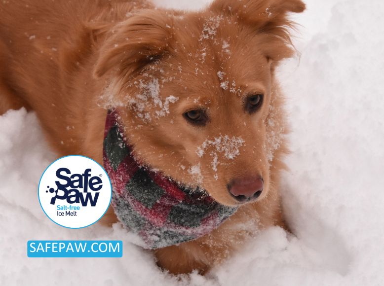 Safe Paw Ice Melt vs Rock Salt