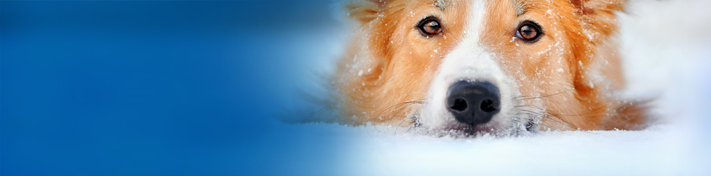 Safe Paw Ice Melter Pet Friendly