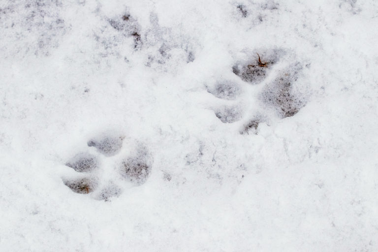 Safe Paw Ice Melter Pet Friendly