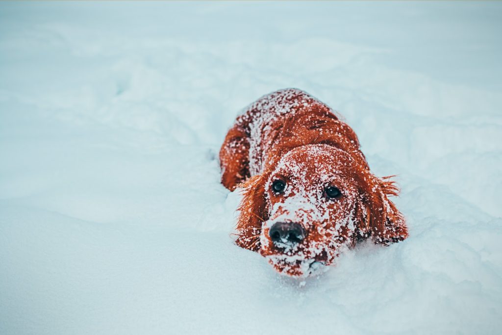Safe Paw Pet Friendly Ice Melter