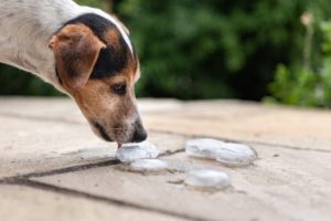 Safe Paw Dog Safe Ice Melt