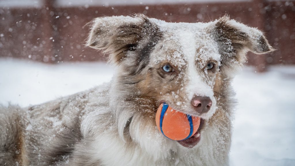 Safe Paw Ice Melter Pet Friendly