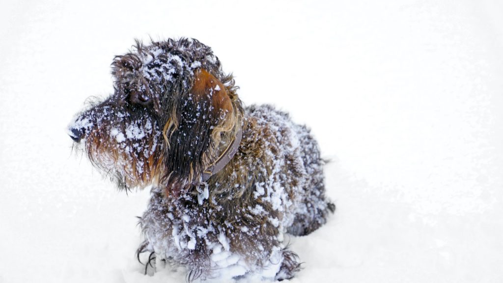 Safe Ice Melt For Pets