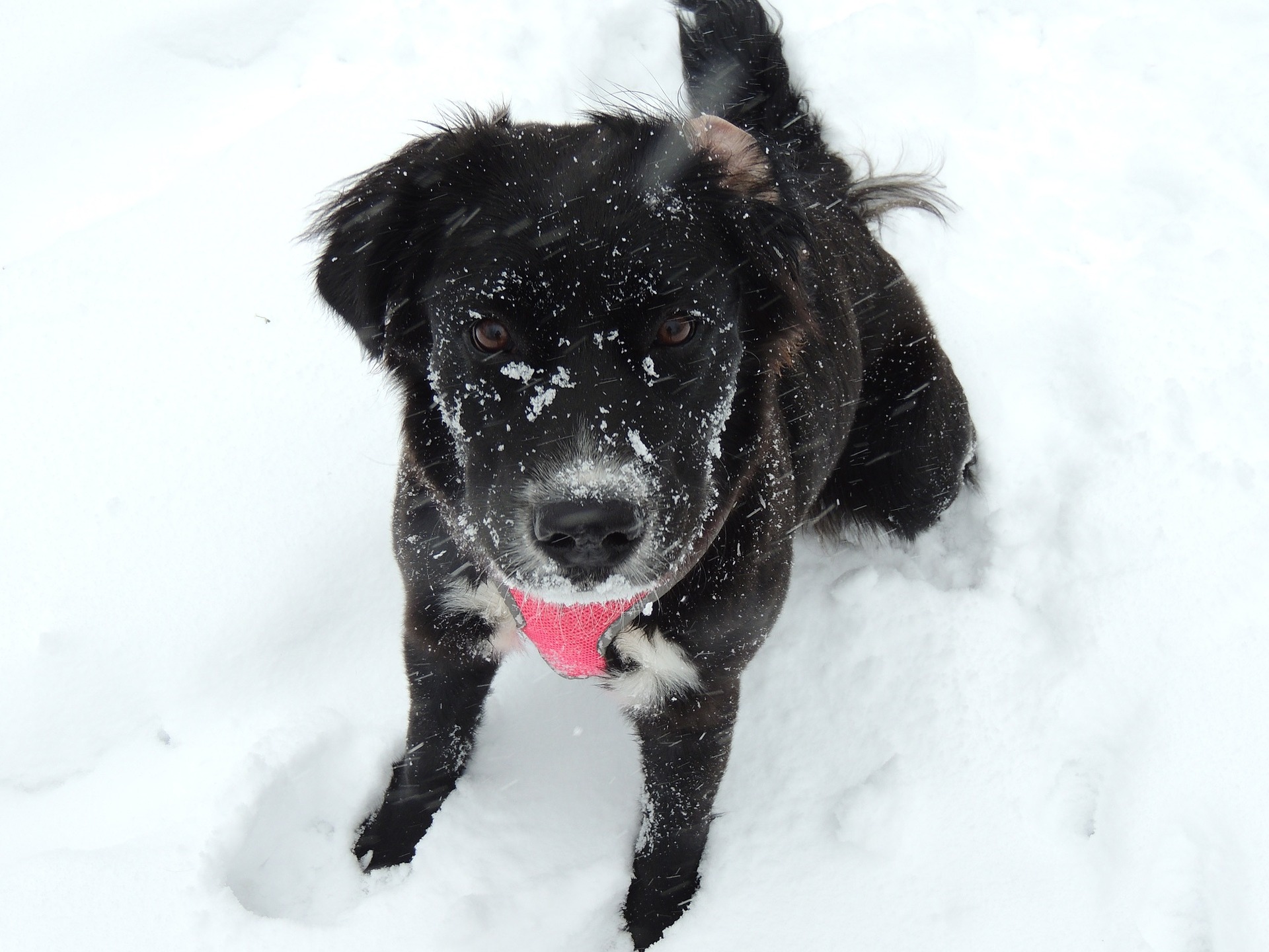 Why Dogs Love Snow And How You Can Keep Them Safe Using Ice Melt?