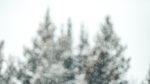 Safe Paw Snow Melter
