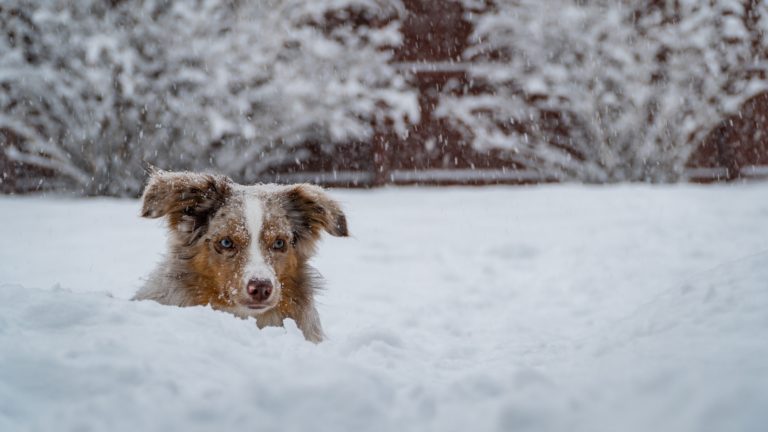 Safe Paw Ice Melt vs Rock Salt