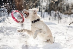 Pet Safe Ice Melt - Safe Paw