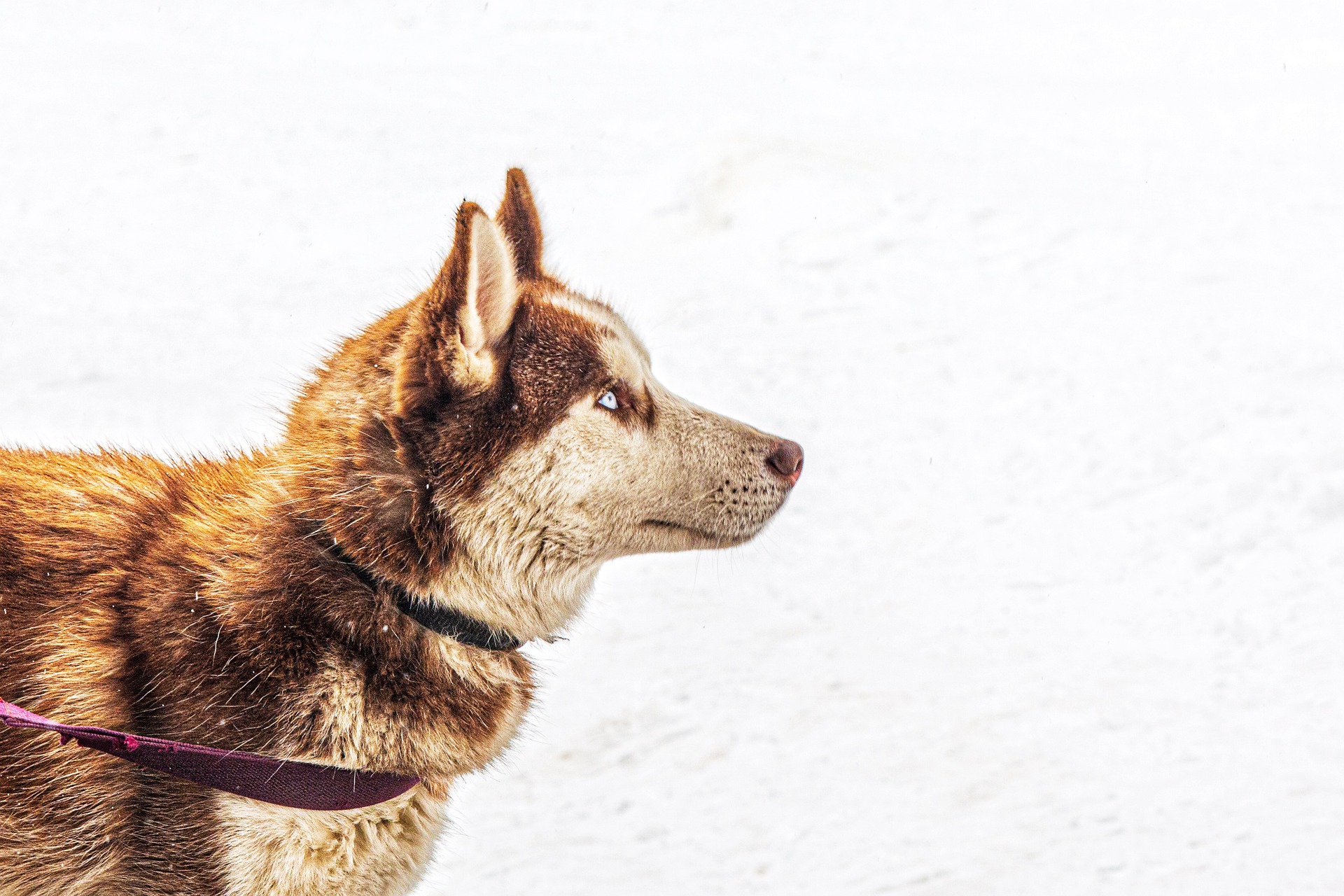 top-winter-dog-safety-tips-frequently-asked-questions-part-i