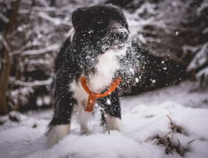 5 Pet Safety Winter Weather Tips From SafePaw