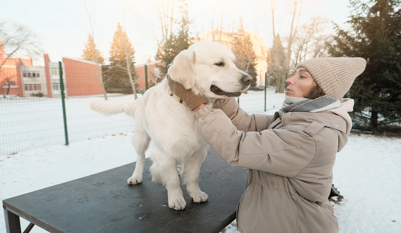 magnesium chloride safe for pets