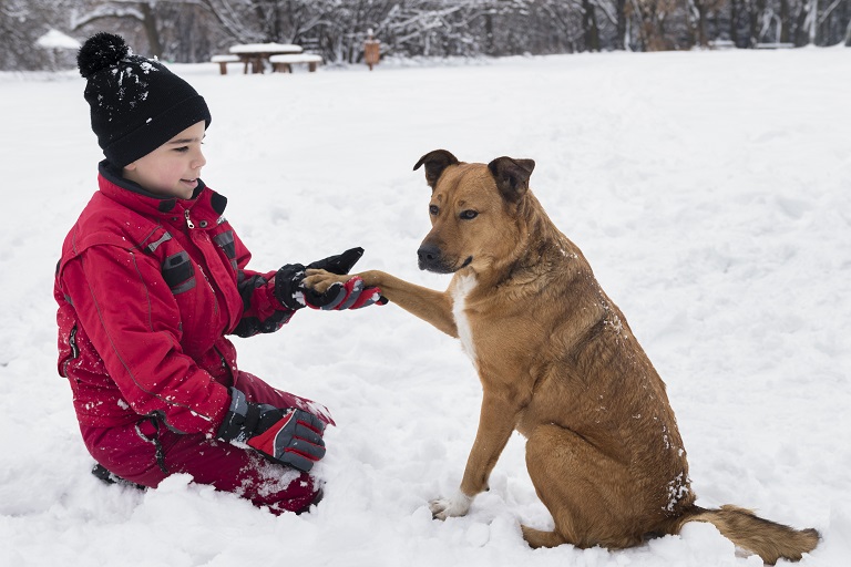 is-rock-salt-toxic-to-dogs