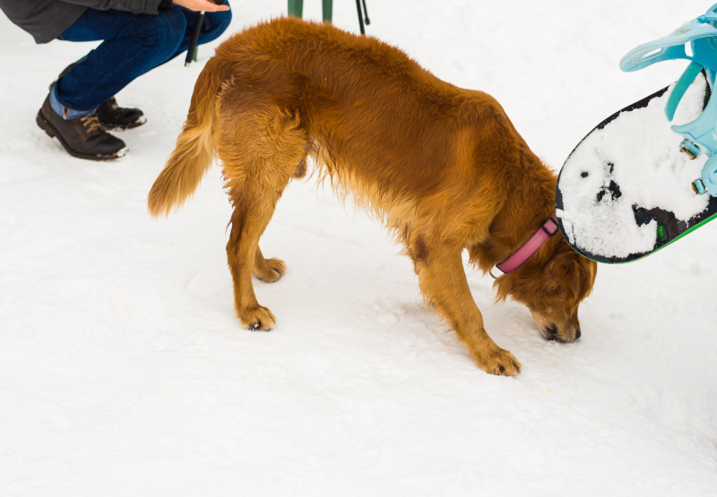 choosing-a-pet-safe-ice-melt