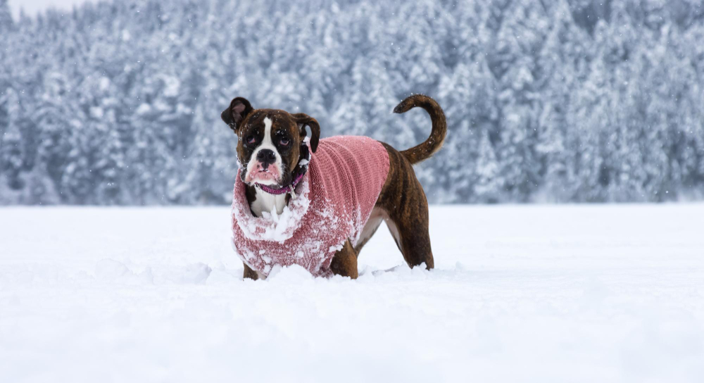 Compare ice melts and choose the best for your pets