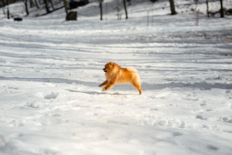 Safe Paw - Safe Pet Ice Melter