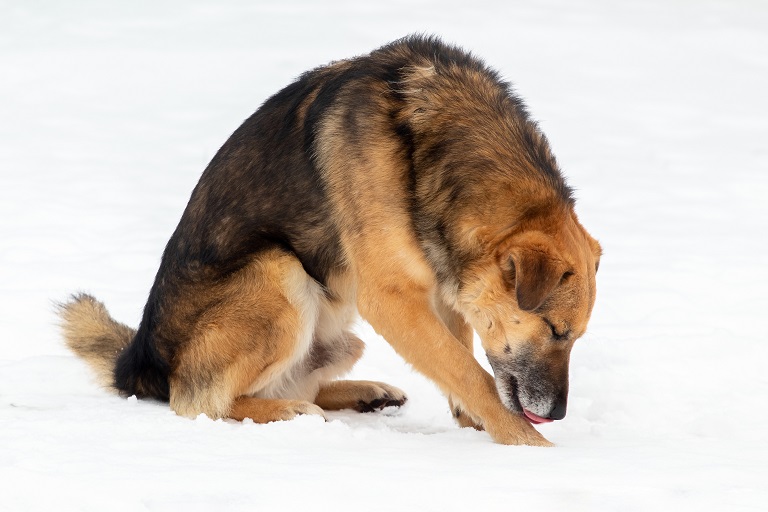 Dog Safe Ice Melt - Safe Paw
