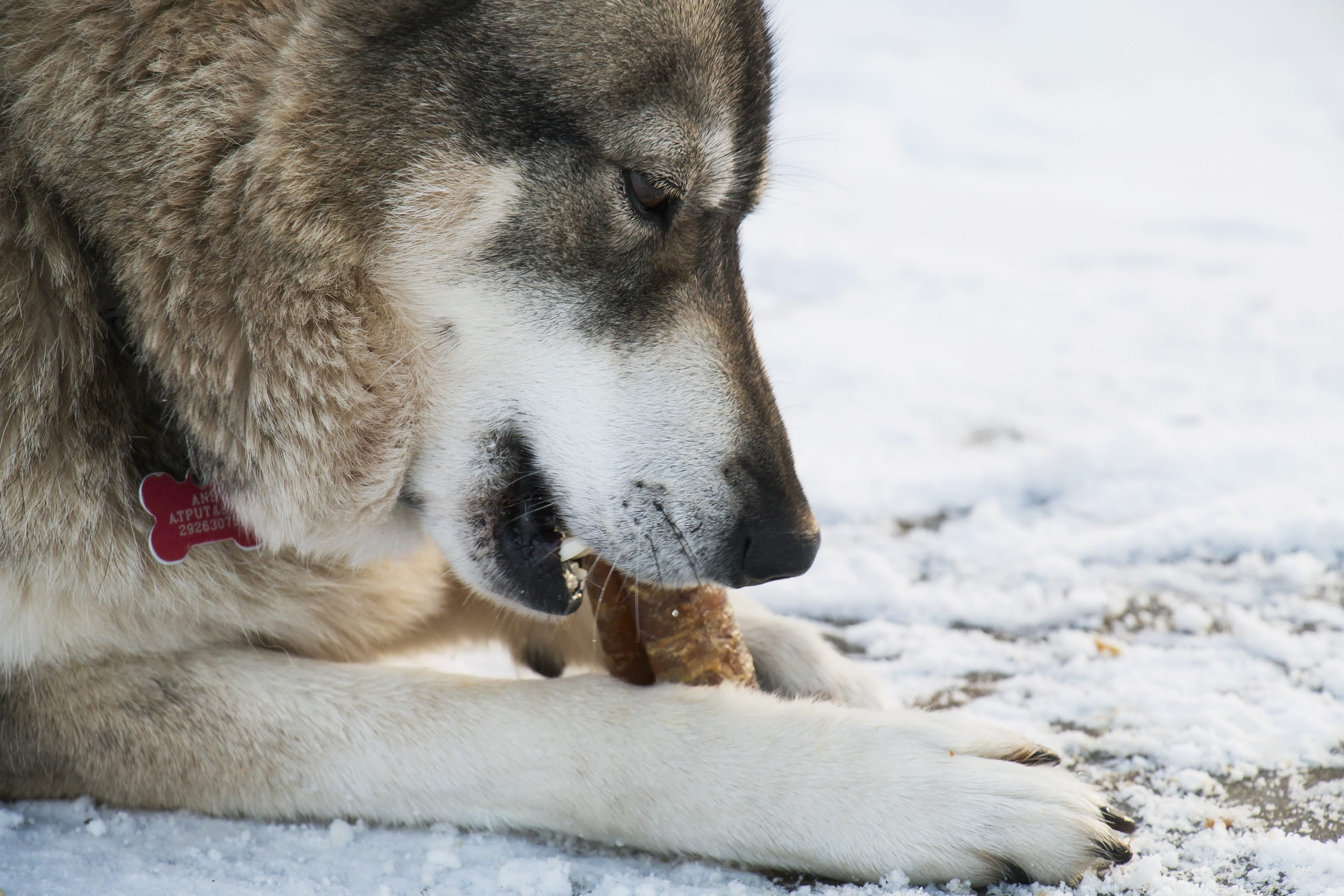 what happens if my dog eats ice melt