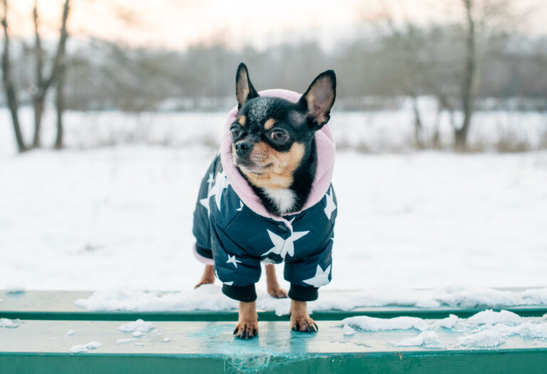 pet safe ice melter