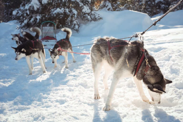 dog safe ice melt