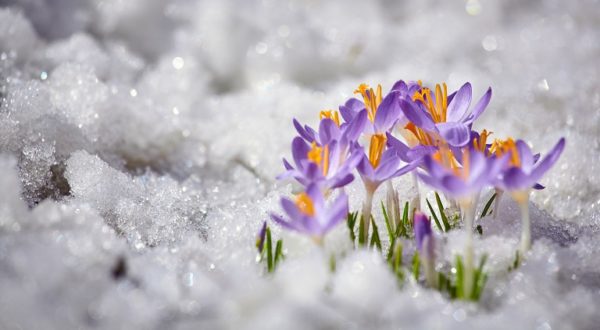 Using Ice Melt In Spring: 3 Things To Consider - Safe Paw Ice Melter