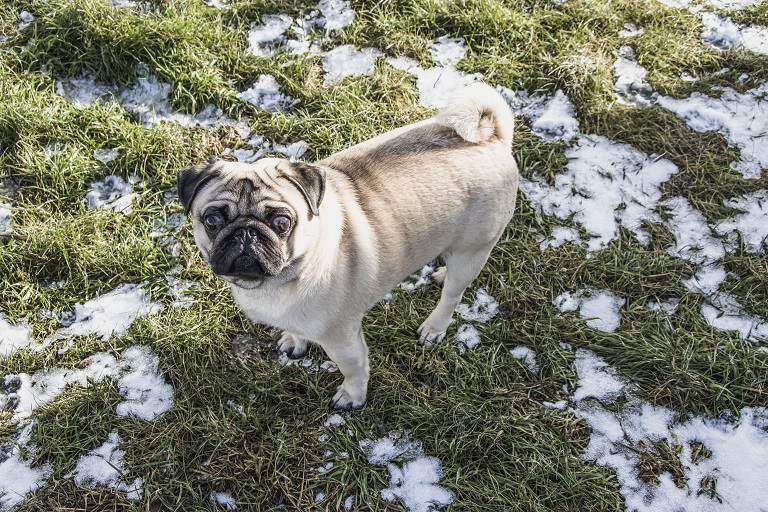 Ice Melt Safe For Pets And Grass