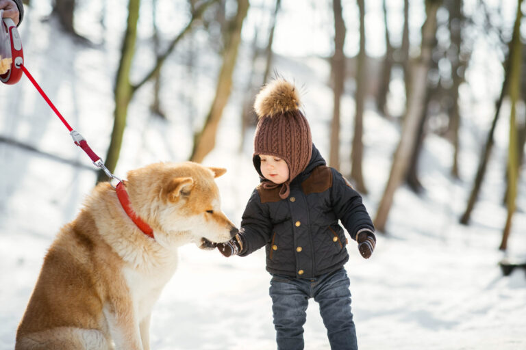 7 Incredible Advantages Of Safe Paw Ice Melt