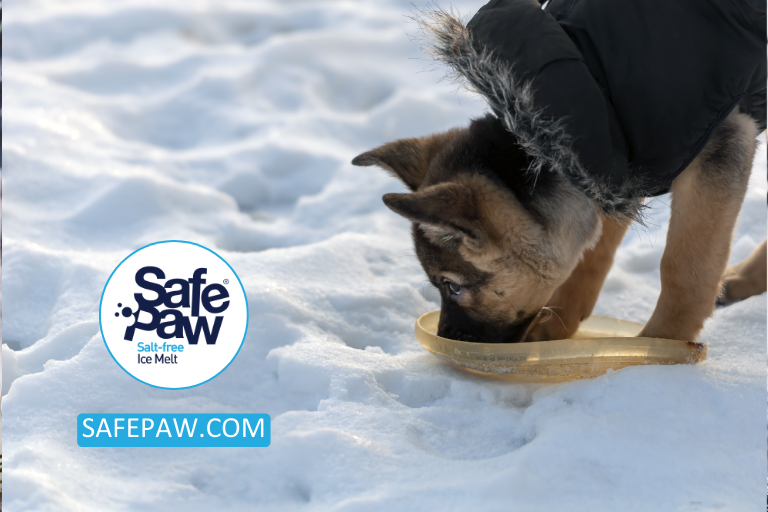 Paw protection for dogs in winter best sale