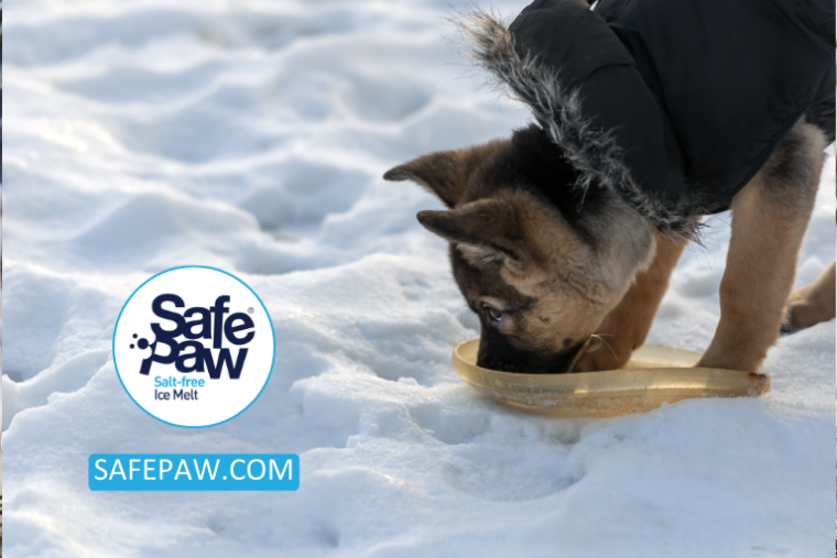 Recognizing Symptoms Of Cold In Dogs