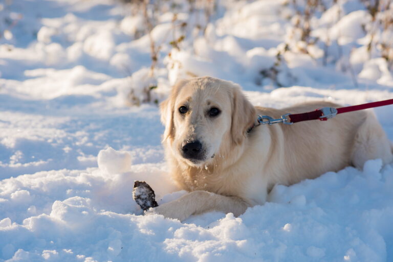 Is Magnesium Chloride Ice Melt Safe For Pets
