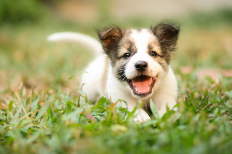 Pets Should Not Be Exposed To These Ice Melt