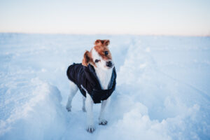 What Happens If My Dog Eats Snow And Safe Paw