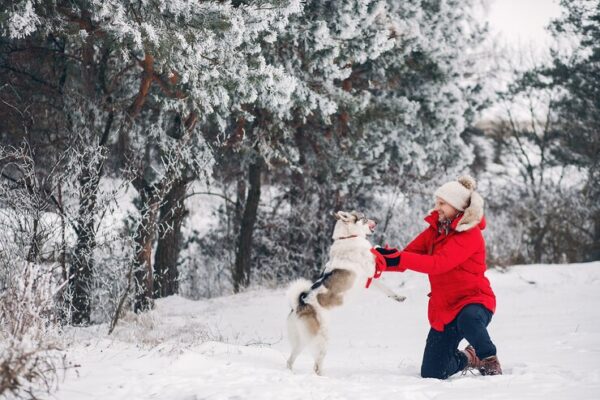 Top 10 Signs That Show What the Temperature Is Too Cold for Dogs - Can Big Dogs Get Too Cold In 50 Degree Temperature Range