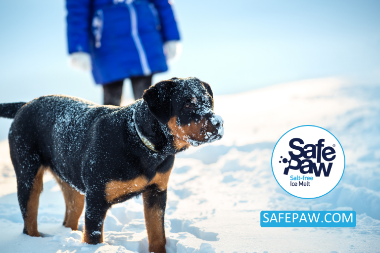 Debunking Myths_ Is Salt Really Safe For Dogs