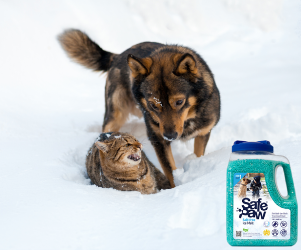 Understanding The Dangers Why Is Salt Bad For Dogs?