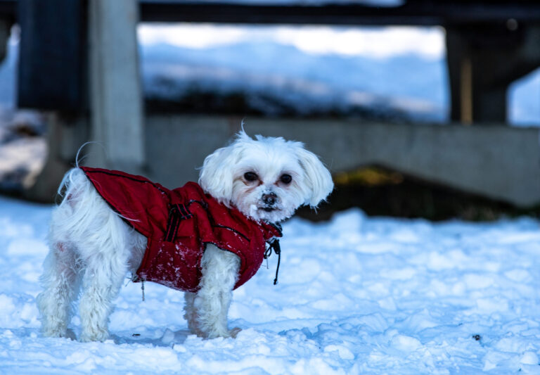 Comparing Safe Paw With Road Runner Pet-Friendly Ice Melt