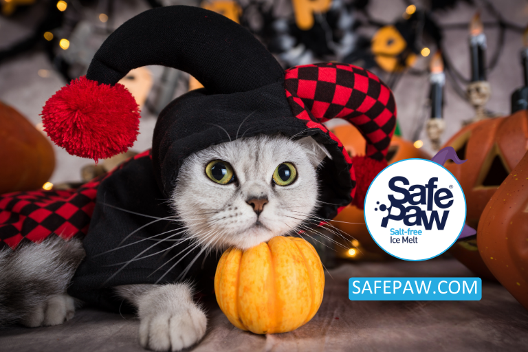 7 Halloween Pet Safety Tips For Your Furry Friends