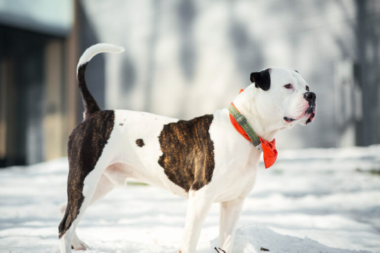 Debunking-Myths_-Is-Salt-Really-Safe-For-Dogs