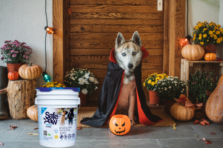 Pet's Well-Being During Halloween