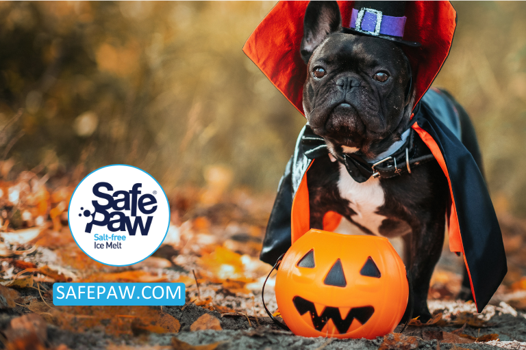 Spooky-Or-Cute_-Pets-Hilarious-Reactions-To-Halloween-Props