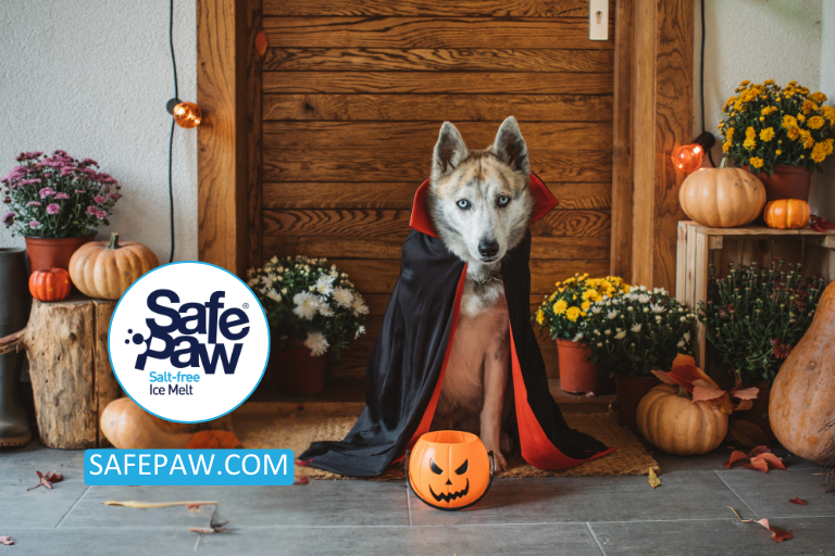 The Most Popular Halloween-Themed Pet Events Across The Country