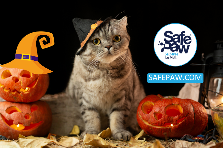 The Most Popular Halloween-Themed Pet Events Across The Country