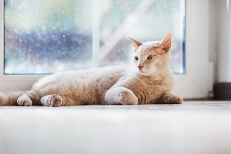 The Traditional Ice and Salt Combo vs. Pet-Safe Alternatives