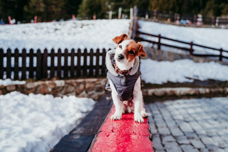 Walking-Your-Dog-Safely-in-Winter-with-the-Help-of-Safe-Paw-Pet-Safe-Ice-Melt
