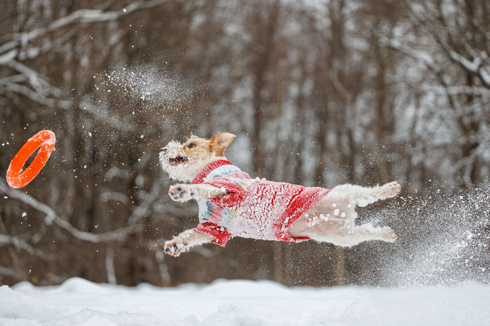 5 Steps to Choosing a Pet-Friendly Ice Melt for Winter