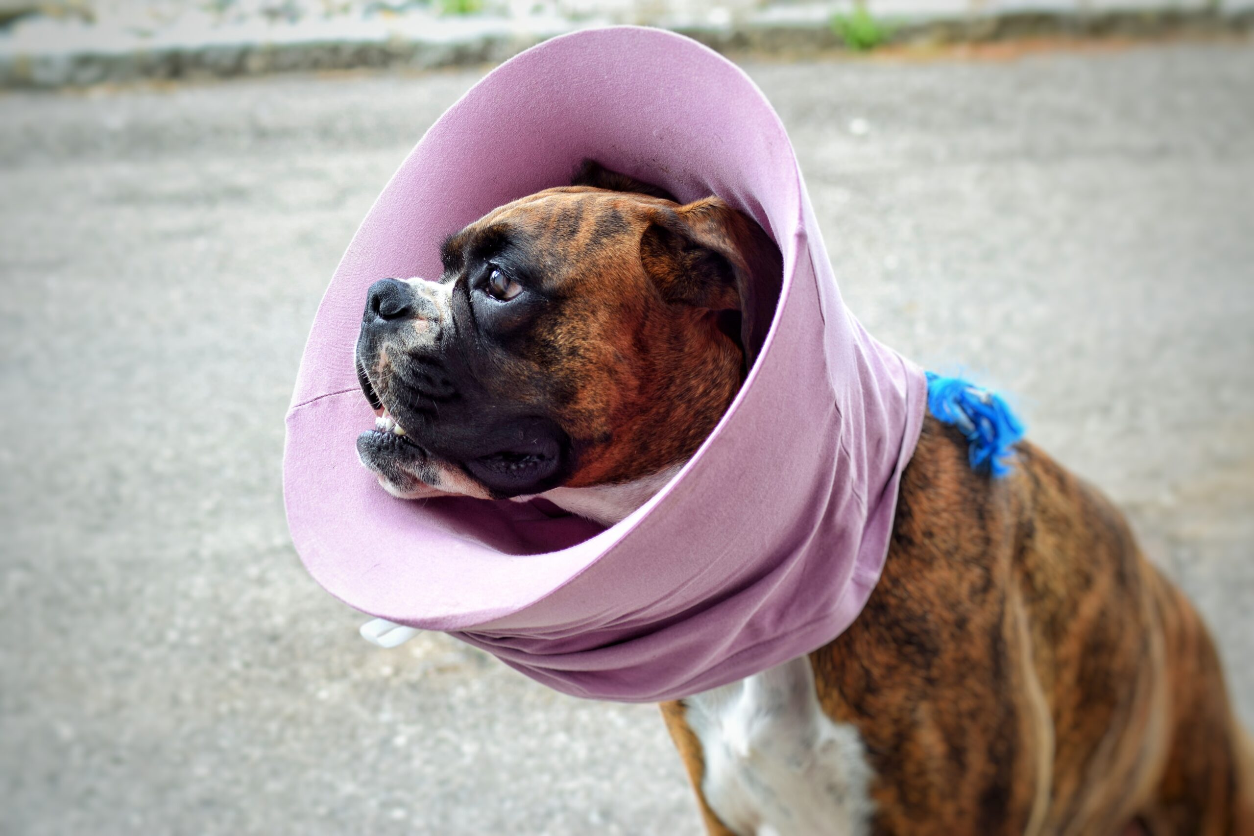 How-Cold-Is-Too-Cold-For-Your-Dog