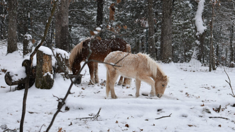 Why-Pet-Safe-Products-Are-Essential-For-Pets-In-Winter