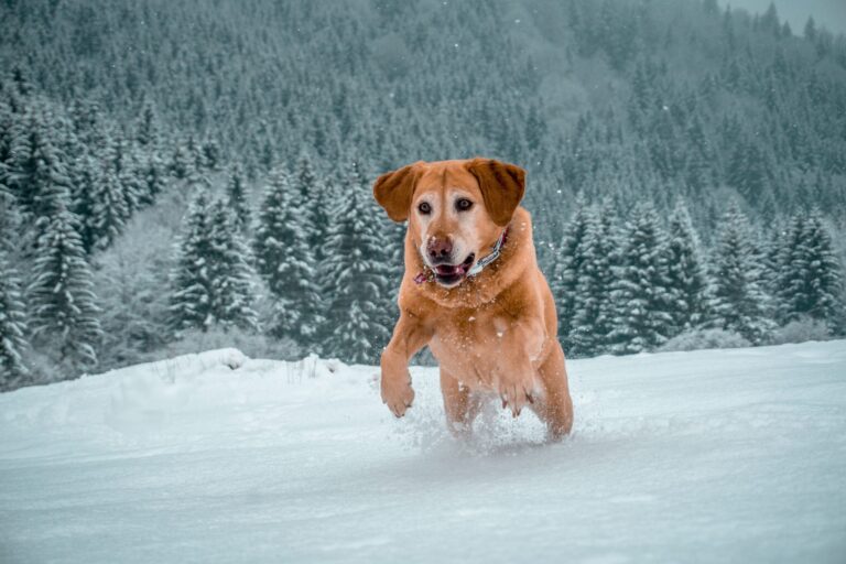 5-Ways-To-Enjoy-Hot-Tub-Amidst-The-Snowy-Landscape