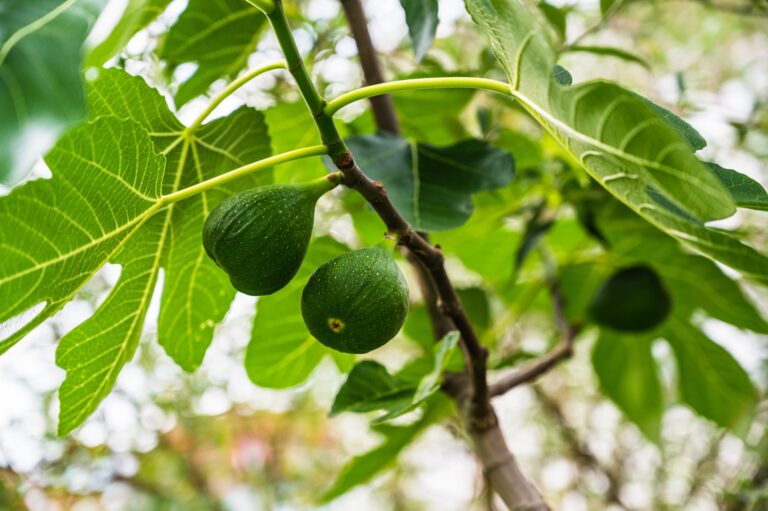 An-Introduction-To-Sams-Green-Paw