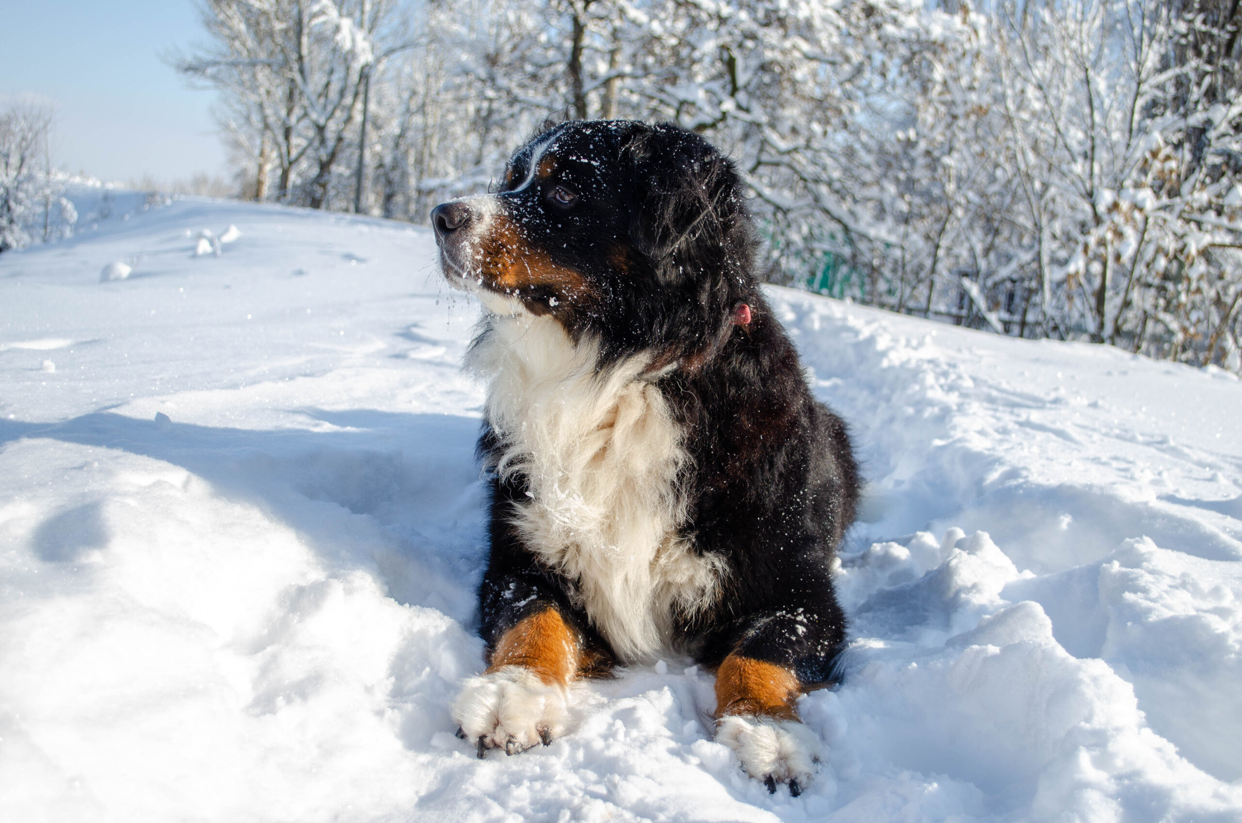 Essential Tips For Iowa Residents To Melt Ice Without Harming Pets