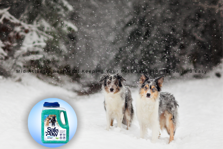 Mid Atlantic Resident! Keeping Your Pets Safe From Snow In 3 Easy Steps