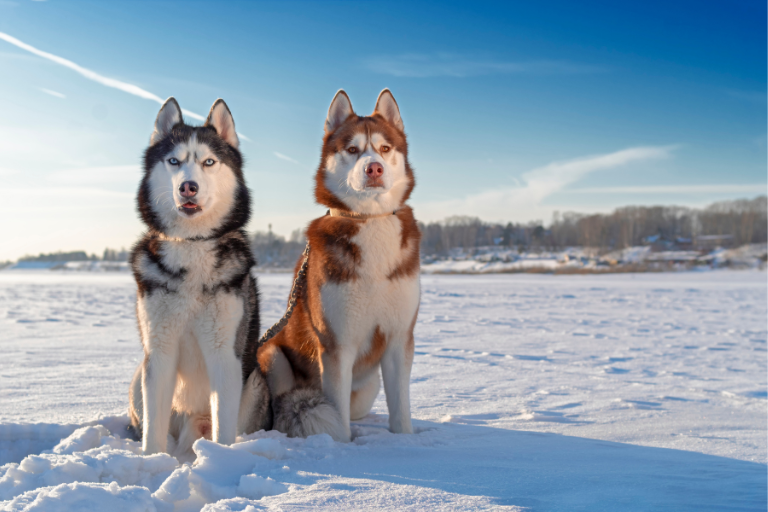 Snowfall Alert Ice Melt Safe For Dogs